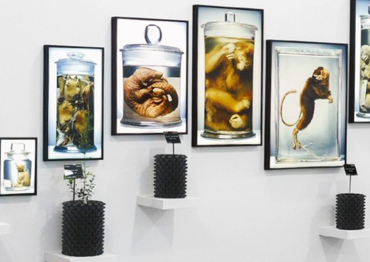 Ackroyd & Harvey Art Exhibition