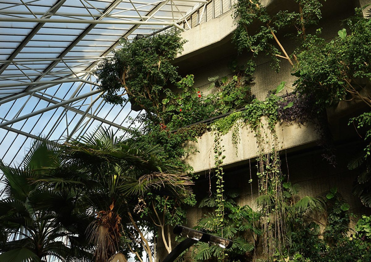 Celebrating 40 Years of the Practice at the Barbican Conservatory